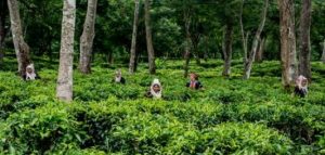 Araksa Tea Garden