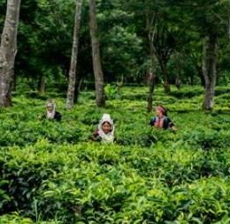Araksa Tea Garden